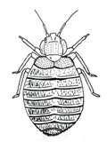 images of Bed Bugs Scalp