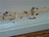 pictures of Bed Bugs Jefferson City pictures of Bed Bugs Jefferson City