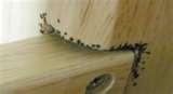 photos of Bed Bugs 24 Hour