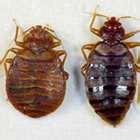 Bed Bugs 24 Hour photos