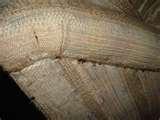 photos of Bed Bugs Address