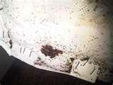 Bed Bugs Address pictures