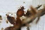 images of Bed Bugs Cleveland