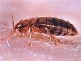 Bed Bugs 24 Hour images