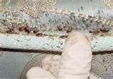 pictures of Bed Bugs 24 Hour