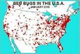 images of Bed Bugs If I Find One