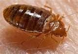 images of Bed Bugs Tx