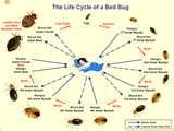 Bed Bugs Html pictures