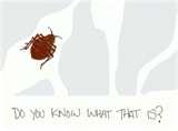 Bed Bugs Novel Bed Bugs Novel
