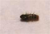 Bed Bugs Eat Hair