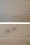 Bed Bugs Encasements images