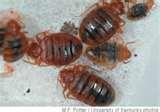 Bed Bugs 1930s