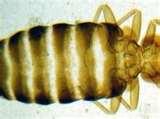 photos of Bed Bugs 1930s