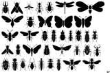 photos of Bed Bugs Eat Hair