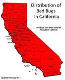 Bed Bugs 1930s images