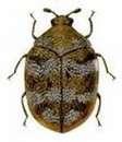 pictures of Bed Bugs Eat Hair