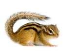 pictures of Bed Bugs Eat Hair