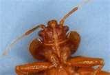 images of Bed Bugs Operate images of Bed Bugs Operate