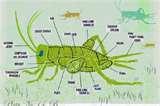 Bed Bugs Eat Hair pictures