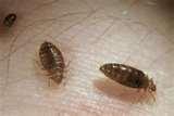 pictures of Bed Bugs Get Rid Of Them pictures of Bed Bugs Get Rid Of Them