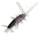 images of Bed Bugs Eat Hair