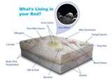 images of Bed Bugs Eat Hair