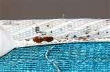 photos of Bed Bugs Encasements
