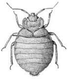 photos of Bed Bugs Novel photos of Bed Bugs Novel