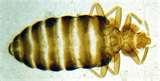 Bed Bugs 1930s photos