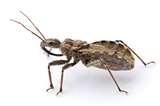 images of Bed Bugs Novel images of Bed Bugs Novel