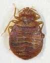 images of Bed Bugs Dogs Nyc