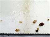 Bed Bugs Fight