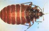 Bed Bugs Htm pictures
