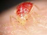 images of Bed Bugs Pandemic