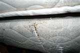 photos of Bed Bugs Pandemic