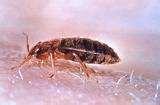 Bed Bugs Spreading photos