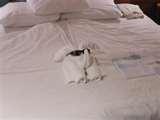 Bed Bugs Htm