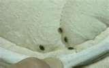 Bed Bugs Fight images