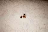 images of Bed Bugs Dogs Nyc