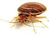 Bed Bugs Fight pictures