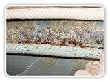 Bed Bugs Electronics