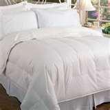 images of Bed Bugs 10024