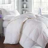 Bed Bugs 10024 photos