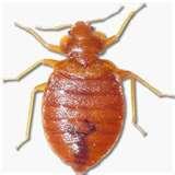 images of Bed Bugs Spreading