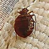 Bed Bugs Fight