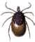 photos of Bed Bugs Terminix