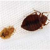 images of Bed Bugs Htm