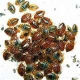 Bed Bugs Htm photos