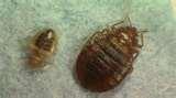 photos of Bed Bugs Fight