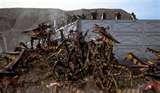 Bed Bugs Pandemic pictures